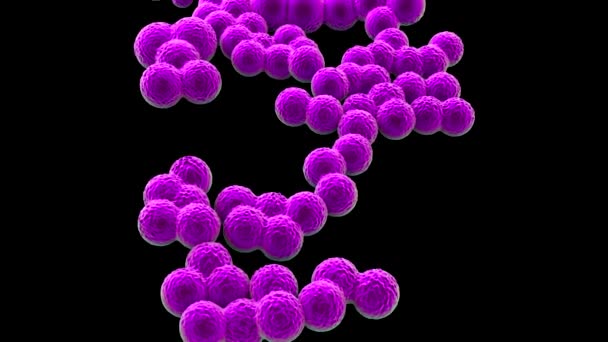 Szuperbogár Vagy Staphylococcus Aureus Mrsa Baktériumok — Stock videók