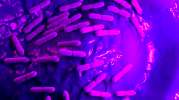 Лактобацилл Булгарик Бактерия — стоковое видео