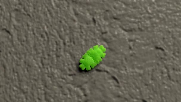 Микроорганизм Euastrum Oblongum — стоковое видео