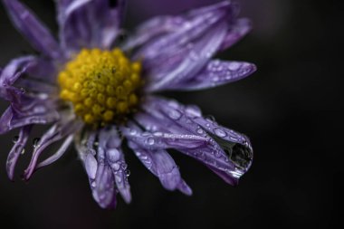 Yağmurda leylak çiçeği. Yaz yağmuru. damla