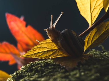 Sonbahar yapraklarında salyangoz. makro fotoğraf. Karanlık bir arka planda salyangoz