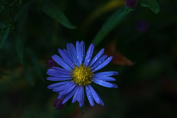 Blue Flower Rain Summer Rain Drops — Stock Photo, Image