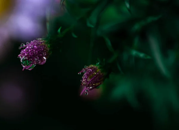 Lilac Flower Rain Summer Rain Drops — Stock Photo, Image