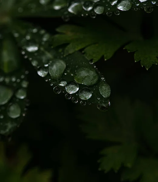 Green Plant Summer Day Rain Big Drops — Stock Photo, Image