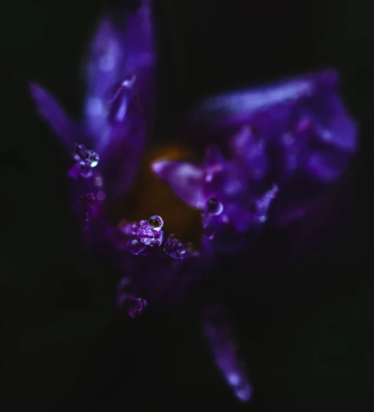 Lilac Flower Rain Summer Rain Drops — Stock Photo, Image
