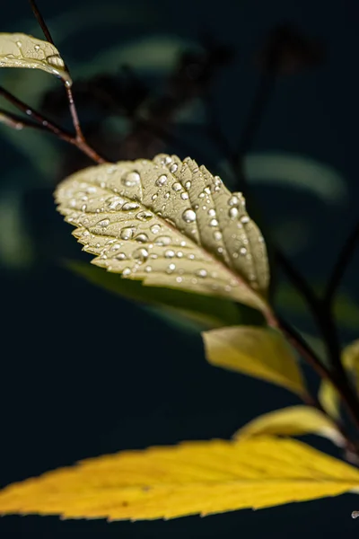 Autumn Leaf Drops Warm Rain Autumn — Stock Photo, Image