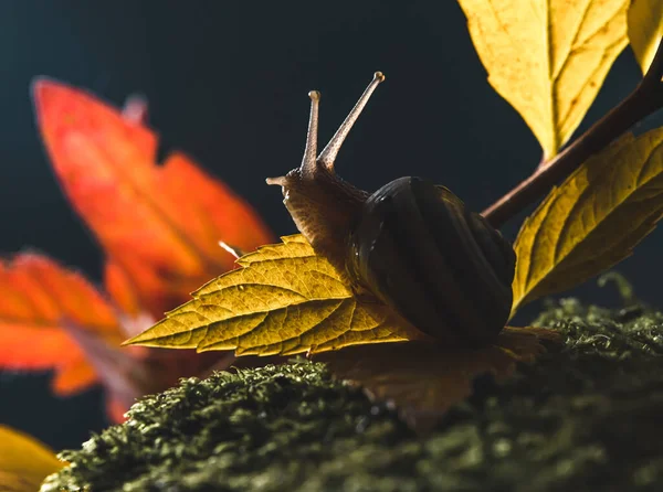 Šnek Podzimním Listí Makro Fotografie Šnek Tmavém Pozadí — Stock fotografie