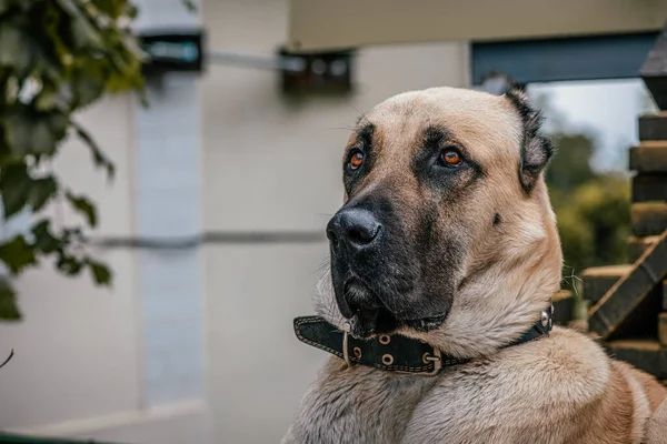 Conheça o Pastor de Kangal