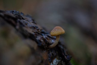 Ormanda sonbahar renkleri, mantar zamanı