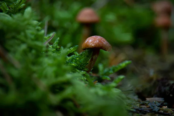 Ormanda sonbahar renkleri, mantar zamanı