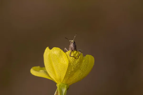 Çiylerle kaplı bir çiçekte oturan çekirge.