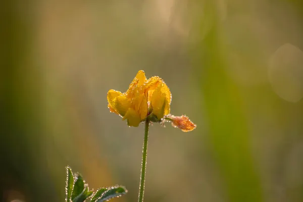 Güneşin doğuşunda çiğ taneleriyle kaplanmış yabani bir çiçek.