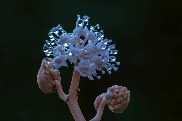 Yağmur damlalarıyla kaplı çiçek.