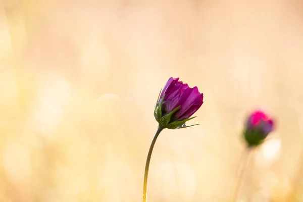Sabahın erken saatlerinde güneşin doğuşunda yabani bir çiçek
