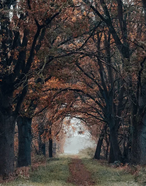 Sonbahar sisli ormanında yol