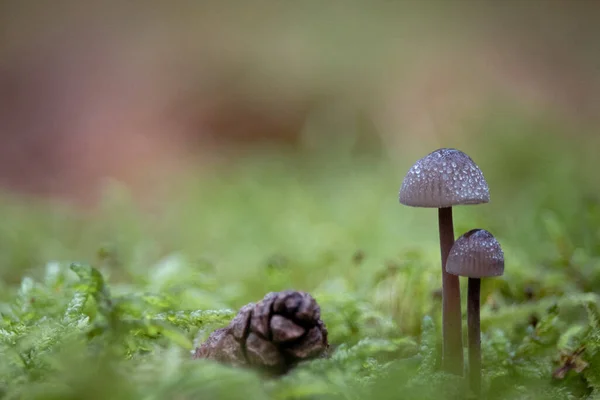 Herbstfarben Wald Pilzzeit — Stockfoto