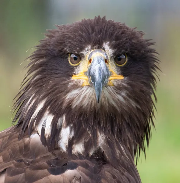 güzel bald eagle portresi