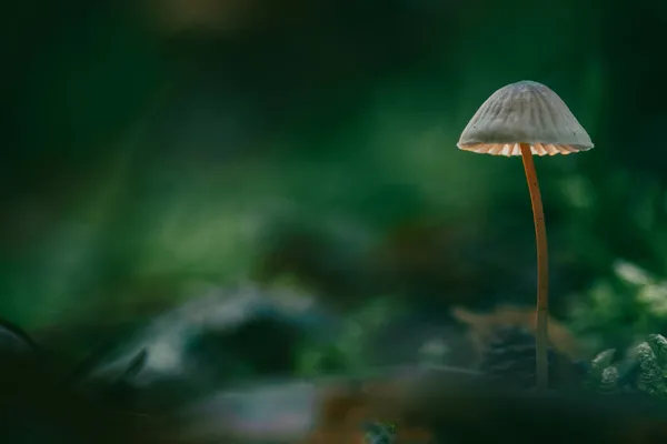 Ormanda sonbahar ve mantar mevsimi