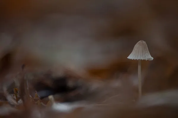 Ormanda sonbahar ve mantar mevsimi