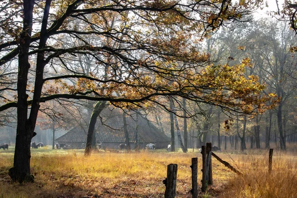 Güneş bir sonbahar gününde bulutların arasından doğuyor. Ulusal park Mariapeel, Hollanda