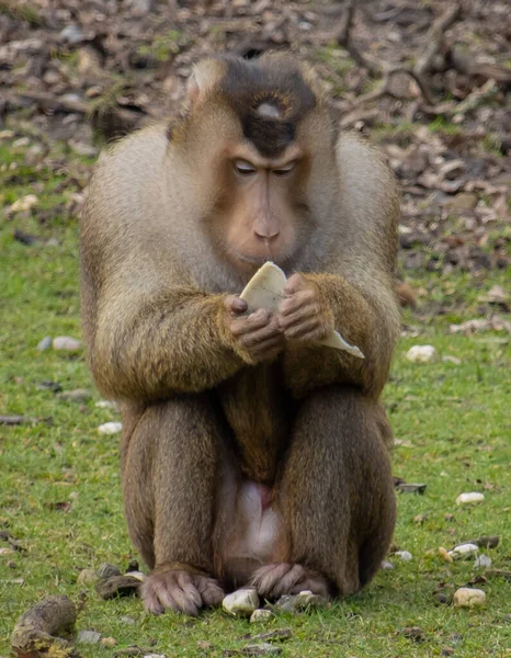 Hayvanat bahçesindeki bir maymun bir parça plastik buldu ve ona baktı.
