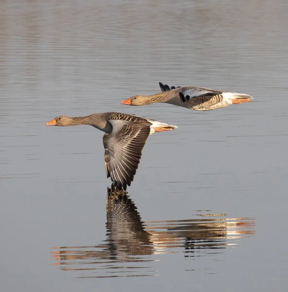 Sabahın erken saatlerinde kazlar gölün üzerinde uçuyor.