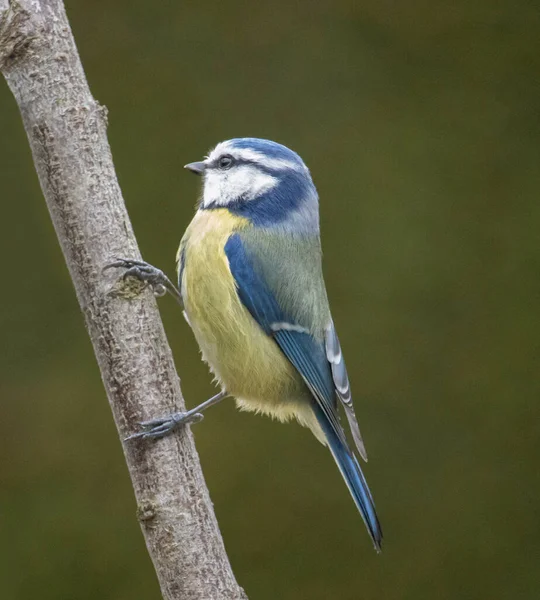 Blue Tit on a branch in the garden