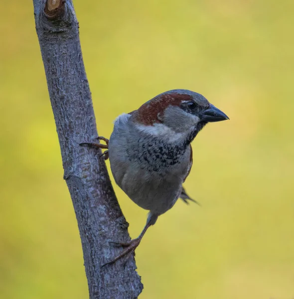 Bahçedeki bir dalda serçe