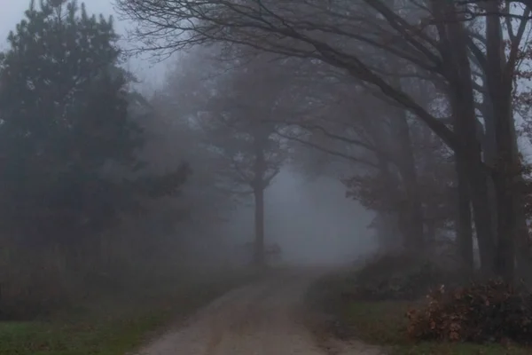 Orman yolu sisli sabahın erken saatlerinde