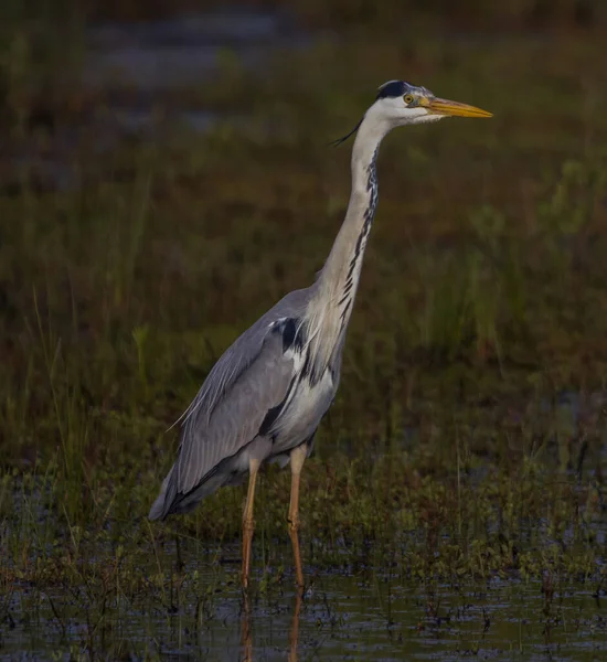 Gri balıkçıllar sığ sularda avlanıyor