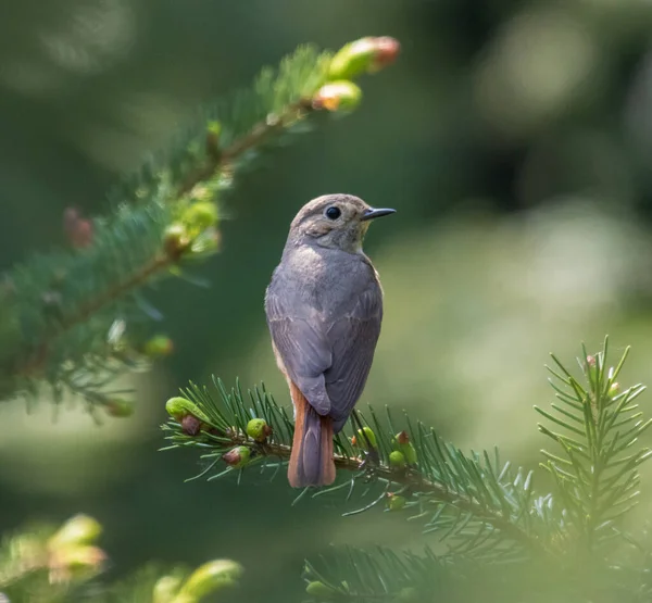 Kızıl Başla Ladin ormanında bir dalda oturuyor.