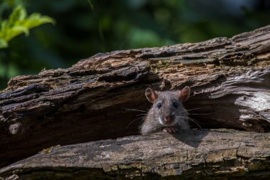 Yaşlı bir ağaç gövdesinden meraklı bir fare dikizliyor.