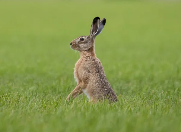 Kim var orada? Avrupa tavşanı sahada