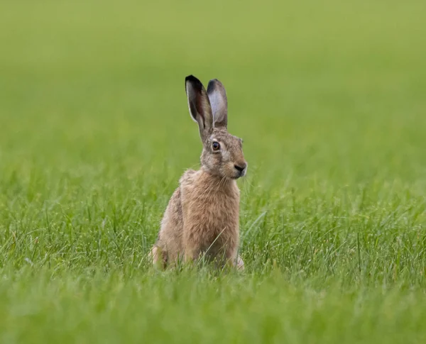 Çayırdaki Yeşil Çimlerde Tavşan — Stok fotoğraf