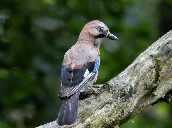 Jay bir ağaç dalında oturuyor.