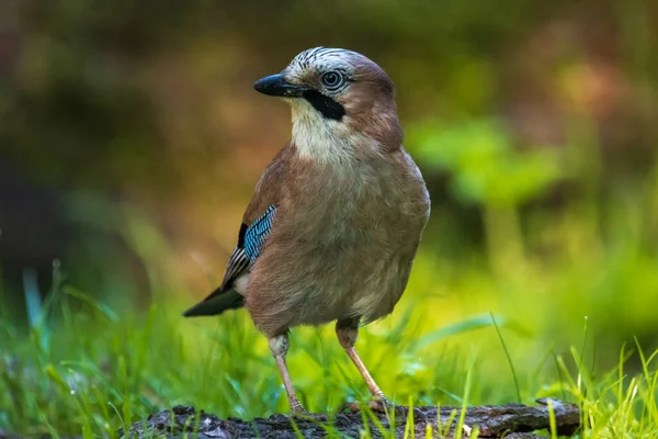 Jay çayırda çayırda