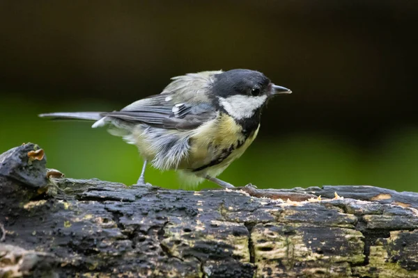 Curious  Great tit in search of something to profit from