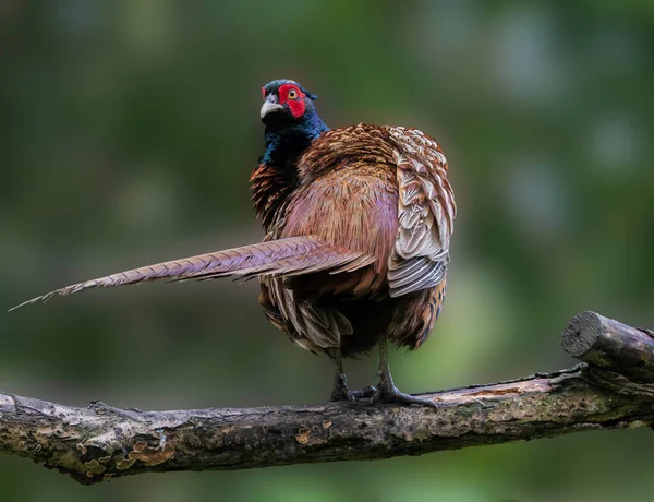 Sülün ağaçtan bir dala tırmandı