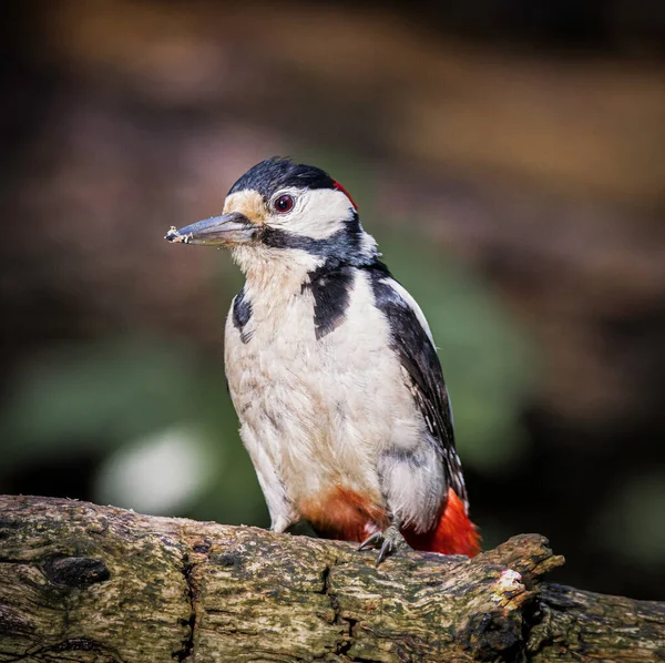 Bir ağaç dalı üzerinde oturan ağaçkakan