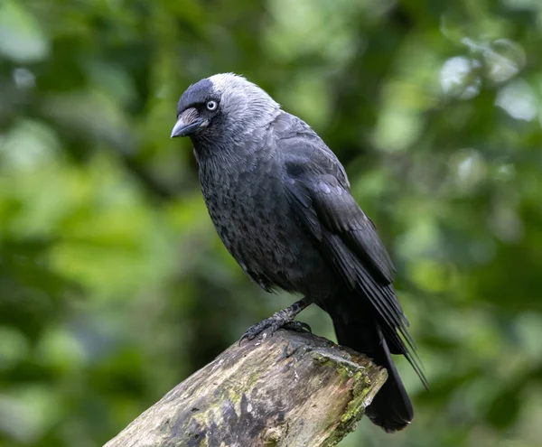 Karga yaşlı bir ağacın dalında oturuyor.