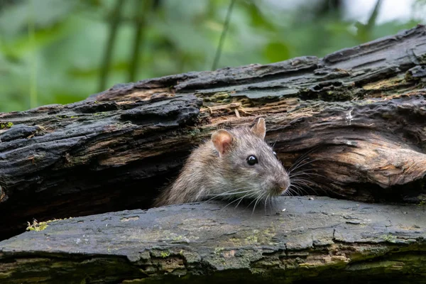 Yaşlı bir ağaç gövdesinden meraklı bir fare dikizliyor.