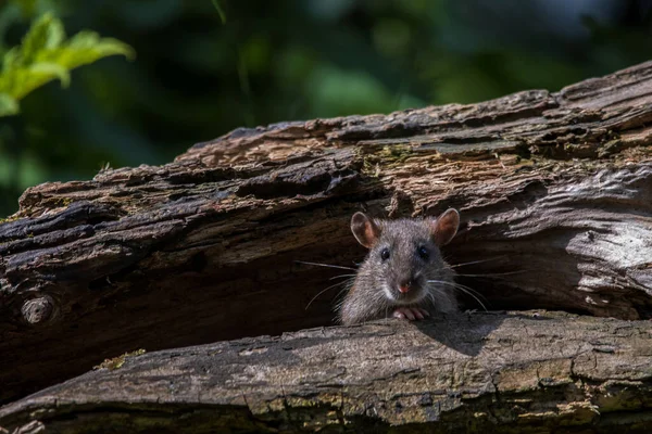 Yaşlı bir ağaç gövdesinden meraklı bir fare dikizliyor.