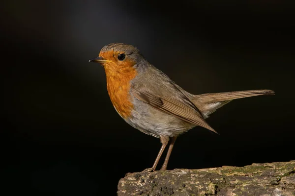 Robin yükselen güneş ışınlarının içinde