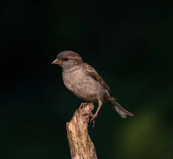 Sparrow da bir model olabilir.