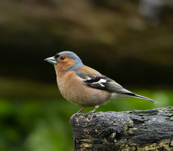 Erkek ispinoz dalda poz veriyor.