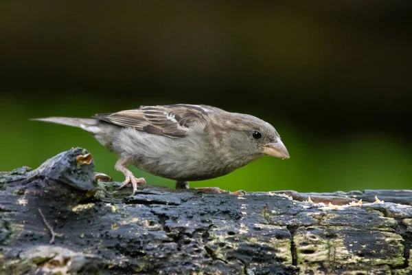 Meraklı bir serçe kar edecek bir şey arıyor.