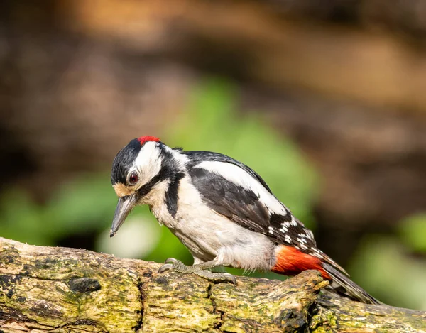 Ağaçkakan ormanda yiyecek arıyor.