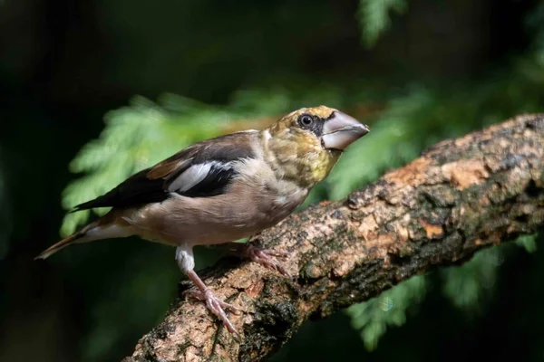Hawfinch ormanda bir dalda