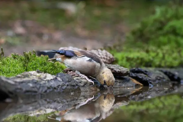 Gimpel Trinkt Wasser Aus Einem Kleinen Teich — Stockfoto