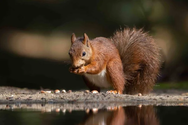 Sincap göletin kenarında fındık yer.